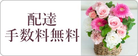 zB萔̉