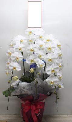 北海道札幌市 東区の花屋 有 フラワーショップいしざか をご紹介 フラワーギフトはプロのお花屋さんにおまかせ フジテレビフラワーネット