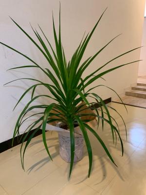 北海道札幌市 中央区の花屋 Flower Space Gravel ﾌﾗﾜｰｽﾍﾟｰｽｸﾞﾗﾍﾞﾙ をご紹介 フラワーギフトはプロのお花屋さんにおまかせ フジテレビフラワーネット