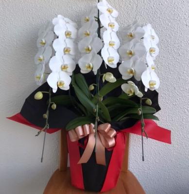 北海道千歳市の花屋 花のはしづめ をご紹介 フラワーギフトはプロのお花屋さんにおまかせ フジテレビフラワーネット