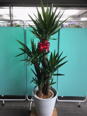 北海道千歳市の花屋 花のはしづめ をご紹介 フラワーギフトはプロのお花屋さんにおまかせ フジテレビフラワーネット