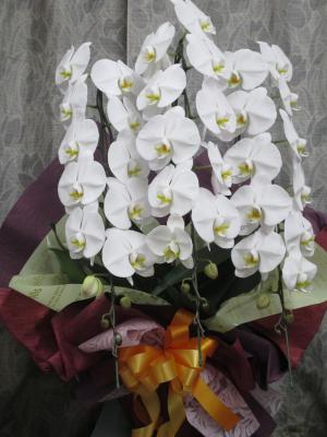 岩手県一関市の花屋 フラワーショップ花くらぶ をご紹介 フラワーギフトはプロのお花屋さんにおまかせ フジテレビフラワーネット 岩手県一関市の花屋 フラワーショップ花くらぶ をご紹介 フラワーギフトはプロのお花屋さんにおまかせ フジテレビフラワーネット