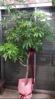 山形県米沢市の花屋 むすめや花店 をご紹介 フラワーギフトはプロのお花屋さんにおまかせ フジテレビフラワーネット 山形県米沢市の花屋 むすめや花店 をご紹介 フラワーギフトはプロのお花屋さんにおまかせ フジテレビフラワーネット