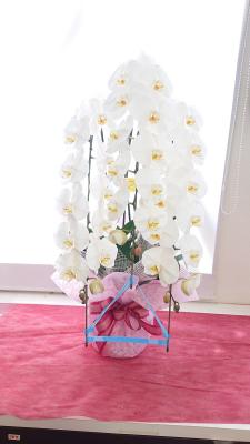 山形県長井市の花屋 花のササキ をご紹介 フラワーギフトはプロのお花屋さんにおまかせ フジテレビフラワーネット 山形県長井市の花屋 花のササキ をご紹介 フラワーギフトはプロのお花屋さんにおまかせ フジテレビフラワーネット