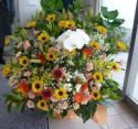 �t�H�g�M�������[�摜