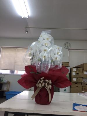 新潟県新潟市 西区の花屋 鈴木生花店 をご紹介 フラワーギフトはプロのお花屋さんにおまかせ フジテレビフラワーネット 新潟県新潟市 西区の花屋 鈴木生花店 をご紹介 フラワーギフトはプロのお花屋さんにおまかせ フジテレビフラワーネット