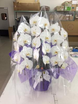 新潟県新潟市 西区の花屋 鈴木生花店 をご紹介 フラワーギフトはプロのお花屋さんにおまかせ フジテレビフラワーネット 新潟県新潟市 西区の花屋 鈴木生花店 をご紹介 フラワーギフトはプロのお花屋さんにおまかせ フジテレビフラワーネット