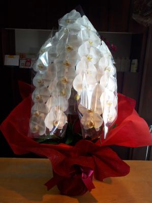 新潟県新潟市 西区の花屋 鈴木生花店 をご紹介 フラワーギフトはプロのお花屋さんにおまかせ フジテレビフラワーネット