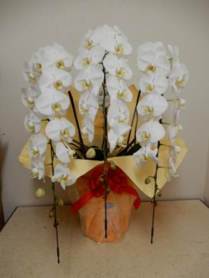 新潟県新発田市の花屋 フラワースタジオ ブルー をご紹介 フラワーギフトはプロのお花屋さんにおまかせ フジテレビフラワーネット