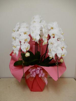 新潟県新発田市の花屋 フラワースタジオ ブルー をご紹介 フラワーギフトはプロのお花屋さんにおまかせ フジテレビフラワーネット 新潟県新発田市の花屋 フラワースタジオ ブルー をご紹介 フラワーギフトはプロのお花屋さんにおまかせ フジテレビフラワーネット