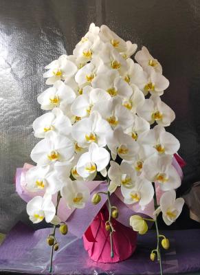 長野県長野市の花屋 橋本生花店 をご紹介 フラワーギフトはプロのお花屋さんにおまかせ フジテレビフラワーネット