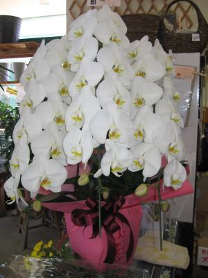 長野県佐久市の花屋 信濃植物園 をご紹介 フラワーギフトはプロのお花屋さんにおまかせ フジテレビフラワーネット 長野県佐久市の花屋 信濃植物園 をご紹介 フラワーギフトはプロのお花屋さんにおまかせ フジテレビフラワーネット