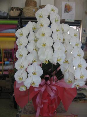 長野県佐久市の花屋 信濃植物園 をご紹介 フラワーギフトはプロのお花屋さんにおまかせ フジテレビフラワーネット 長野県佐久市の花屋 信濃植物園 をご紹介 フラワーギフトはプロのお花屋さんにおまかせ フジテレビフラワーネット