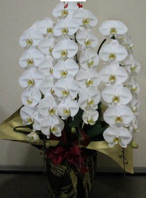 長野県茅野市の花屋 有 花の館 イトウ をご紹介 フラワーギフトはプロのお花屋さんにおまかせ フジテレビフラワーネット 長野県茅野市の花屋 有 花の館 イトウ をご紹介 フラワーギフトはプロのお花屋さんにおまかせ フジテレビフラワーネット