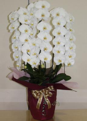 長野県茅野市の花屋 有 花の館 イトウ をご紹介 フラワーギフトはプロのお花屋さんにおまかせ フジテレビフラワーネット 長野県茅野市の花屋 有 花の館 イトウ をご紹介 フラワーギフトはプロのお花屋さんにおまかせ フジテレビフラワーネット