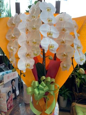 長野県伊那市の花屋 有 フラワーピース南信州サンスイ をご紹介 フラワーギフトはプロのお花屋さんにおまかせ フジテレビフラワーネット 長野県伊那市の花屋 有 フラワーピース南信州サンスイ をご紹介 フラワーギフトはプロのお花屋さんにおまかせ フジテレビフラワーネット