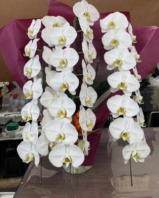 長野県伊那市の花屋 有 フラワーピース南信州サンスイ をご紹介 フラワーギフトはプロのお花屋さんにおまかせ フジテレビフラワーネット 長野県伊那市の花屋 有 フラワーピース南信州サンスイ をご紹介 フラワーギフトはプロのお花屋さんにおまかせ フジテレビフラワーネット