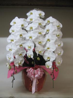 群馬県館林市の花屋 有 佐取生花店 をご紹介 フラワーギフトはプロのお花屋さんにおまかせ フジテレビフラワーネット