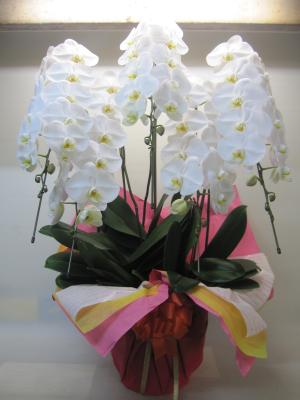 群馬県館林市の花屋 有 佐取生花店 をご紹介 フラワーギフトはプロのお花屋さんにおまかせ フジテレビフラワーネット