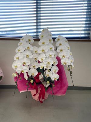 群馬県渋川市の花屋 株 吉田有花園 をご紹介 フラワーギフトはプロのお花屋さんにおまかせ フジテレビフラワーネット