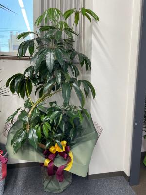 群馬県渋川市の花屋 株 吉田有花園 をご紹介 フラワーギフトはプロのお花屋さんにおまかせ フジテレビフラワーネット