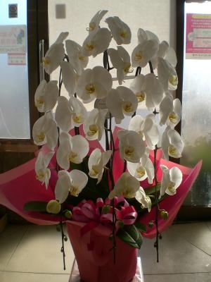 栃木県日光市の花屋 有 ひこフラワー をご紹介 フラワーギフトはプロのお花屋さんにおまかせ フジテレビフラワーネット