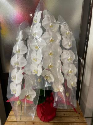 東京都文京区の花屋 Clover Flower をご紹介 フラワーギフトはプロのお花屋さんにおまかせ フジテレビフラワーネット