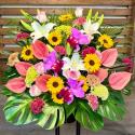 �t�H�g�M�������[�摜