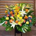 �t�H�g�M�������[�摜