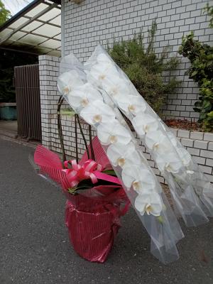 東京都世田谷区の花屋 ちとせフラワー をご紹介 フラワーギフトはプロのお花屋さんにおまかせ フジテレビフラワーネット 東京都世田谷区の花屋 ちとせフラワー をご紹介 フラワーギフトはプロのお花屋さんにおまかせ フジテレビフラワーネット