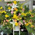 �t�H�g�M�������[�摜