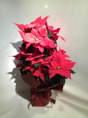 東京都八王子市の花屋 つるのフラワーチェーン 有 をご紹介 フラワーギフトはプロのお花屋さんにおまかせ フジテレビフラワーネット 東京都八王子市の花屋 つるのフラワーチェーン 有 をご紹介 フラワーギフトはプロのお花屋さんにおまかせ フジテレビフラワーネット