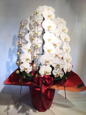 東京都八王子市の花屋 つるのフラワーチェーン 有 をご紹介 フラワーギフトはプロのお花屋さんにおまかせ フジテレビフラワーネット 東京都八王子市の花屋 つるのフラワーチェーン 有 をご紹介 フラワーギフトはプロのお花屋さんにおまかせ フジテレビフラワーネット