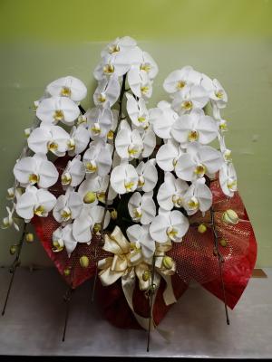東京都八王子市の花屋 有 コマフラワーショップ をご紹介 フラワーギフトはプロのお花屋さんにおまかせ フジテレビフラワーネット