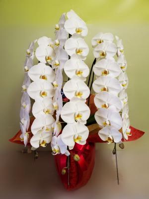 東京都八王子市の花屋 有 コマフラワーショップ をご紹介 フラワーギフトはプロのお花屋さんにおまかせ フジテレビフラワーネット