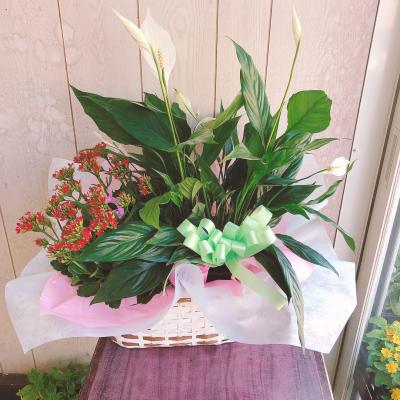 東京都武蔵村山市の花屋 フラワーショップみねぎし をご紹介 フラワーギフトはプロのお花屋さんにおまかせ フジテレビフラワーネット