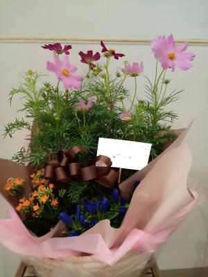 千葉県八千代市の花屋 有 花プリン をご紹介 フラワーギフトはプロのお花屋さんにおまかせ フジテレビフラワーネット