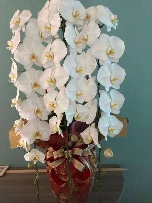 千葉県木更津市の花屋 フラワースポット花壇 をご紹介 フラワーギフトはプロのお花屋さんにおまかせ フジテレビフラワーネット