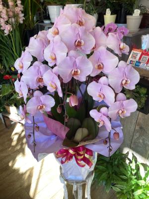 千葉県木更津市の花屋 フラワースポット花壇 をご紹介 フラワーギフトはプロのお花屋さんにおまかせ フジテレビフラワーネット