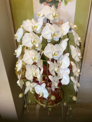 千葉県木更津市の花屋 フラワースポット花壇 をご紹介 フラワーギフトはプロのお花屋さんにおまかせ フジテレビフラワーネット