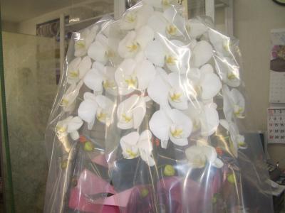 埼玉県越谷市の花屋 フラワーショップ花畑 をご紹介 フラワーギフトはプロのお花屋さんにおまかせ フジテレビフラワーネット