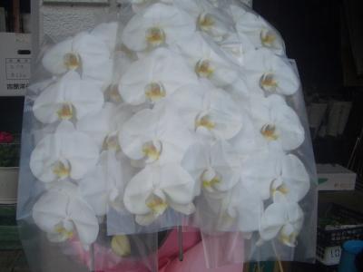 埼玉県越谷市の花屋 フラワーショップ花畑 をご紹介 フラワーギフトはプロのお花屋さんにおまかせ フジテレビフラワーネット