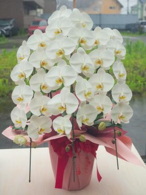 埼玉県坂戸市の花屋 花職人 をご紹介 フラワーギフトはプロのお花屋さんにおまかせ フジテレビフラワーネット