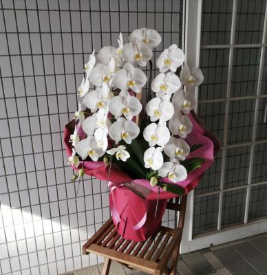 埼玉県富士見市の花屋 Couleur De Fleur ｸﾙｰﾙﾄﾞﾌﾙｰﾙ をご紹介 フラワーギフトはプロのお花屋 さんにおまかせ フジテレビフラワーネット