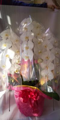 埼玉県飯能市の花屋 有 はな京 をご紹介 フラワーギフトはプロのお花屋さんにおまかせ フジテレビフラワーネット