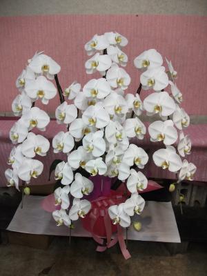 埼玉県桶川市の花屋 有 桶川フラワー をご紹介 フラワーギフトはプロのお花屋さんにおまかせ フジテレビフラワーネット 埼玉県桶川市の花屋 有 桶川フラワー をご紹介 フラワーギフトはプロのお花屋さんにおまかせ フジテレビフラワーネット