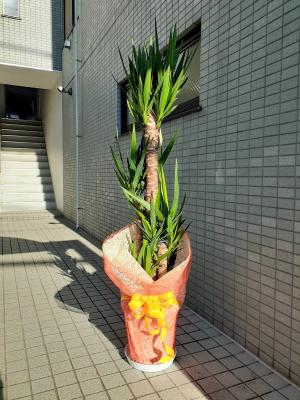 神奈川県横浜市 港北区の花屋 有 飯島生花店 をご紹介 フラワーギフトはプロのお花屋さんにおまかせ フジテレビフラワーネット