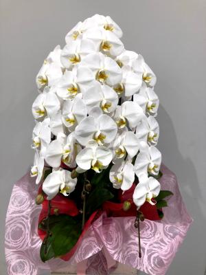 神奈川県横浜市 金沢区の花屋 八景生花店 をご紹介 フラワーギフトはプロのお花屋さんにおまかせ フジテレビフラワーネット