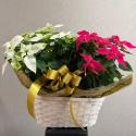 �t�H�g�M�������[�摜