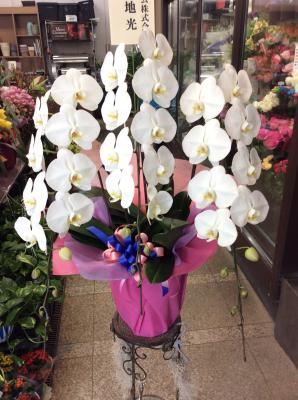 愛知県名古屋市 南区の花屋 有 三好園 をご紹介 フラワーギフトはプロのお花屋さんにおまかせ フジテレビフラワーネット